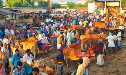 பொய்கை சந்தையில் மாடுகளின் வரத்து குறைந்தது பொய்கை சந்தையில் மாடுகளின் வரத்து குறைந்தது