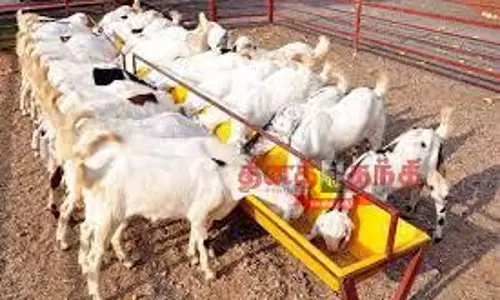 வெள்ளாடு வளர்ப்பு பயிற்சி