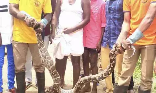கோழியை விழுங்கிய 10 அடி நீளமுள்ள மலைப்பாம்பு பிடிபட்டது கோழியை விழுங்கிய 10 அடி நீளமுள்ள மலைப்பாம்பு பிடிபட்டது