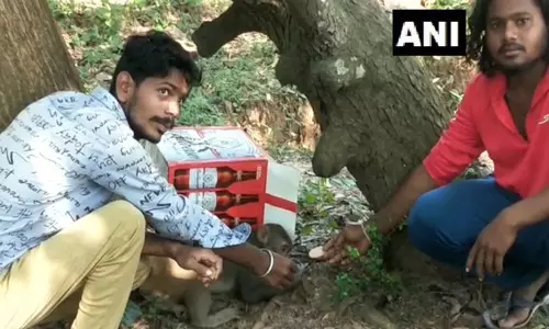 ஆந்திராவில் விஷம் வைத்து கொல்லப்பட்ட குரங்குகள் - வனத்துறை விசாரணை