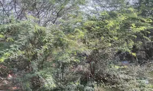 அதிகாரிகளின் கடைக்கண் பார்வை வெள்ளாற்றின் மீது விழுமா? அதிகாரிகளின் கடைக்கண் பார்வை வெள்ளாற்றின் மீது விழுமா?