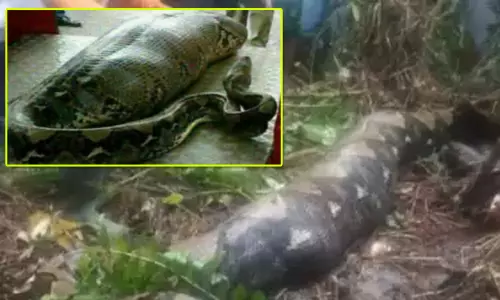 இந்தோனேசியா: பெண்ணை கொன்று விழுங்கிய மலைப்பாம்பு இந்தோனேசியா: பெண்ணை கொன்று விழுங்கிய மலைப்பாம்பு