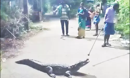 ஊருக்குள் புகுந்த முதலையால் பொதுமக்கள் அலறியடித்து ஓட்டம் ஊருக்குள் புகுந்த முதலையால் பொதுமக்கள் அலறியடித்து ஓட்டம்