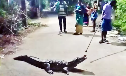 நெடுங்குன்றம் பகுதியில் ஊருக்குள் புகுந்த முதலையால் பொதுமக்கள் அலறியடித்து ஓட்டம் நெடுங்குன்றம் பகுதியில் ஊருக்குள் புகுந்த முதலையால் பொதுமக்கள் அலறியடித்து ஓட்டம்