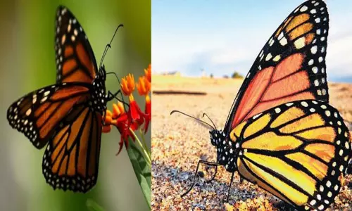 கால்களால் சுவையை உணரும் வண்ணத்துப்பூச்சிகள் கால்களால் சுவையை உணரும் வண்ணத்துப்பூச்சிகள்