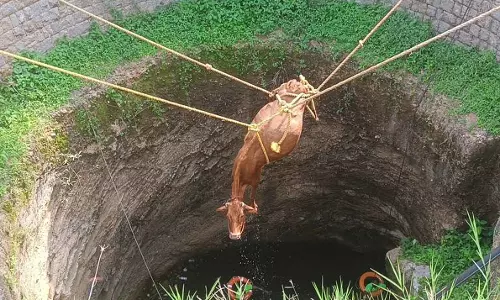 கிணற்றுக்குள் தவறி விழுந்த பசுமாடு