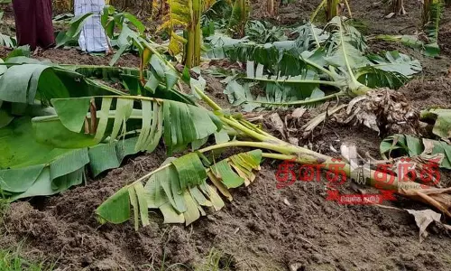 காட்டுப் பன்றிகள் அட்டகாசம்