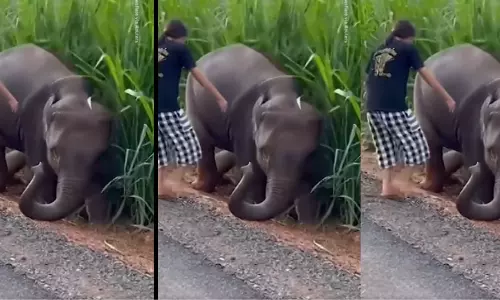 காலத்தினால் செய்த உதவி...! சேற்றில் சிக்கிய குட்டி யானை: மீண்டு வர உதவிய சிறுமி...தும்பிக்கையால் நன்றி கூறிய குட்டியானை..!