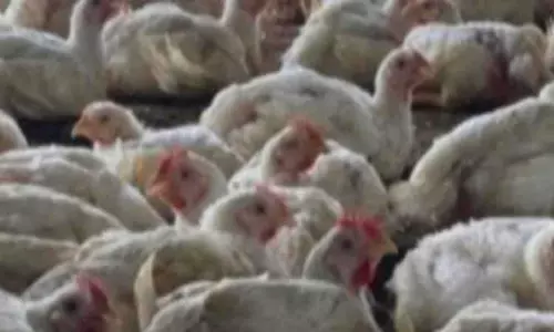 பறவை காய்ச்சல் எதிரொலி- நாமக்கல் கோழிப் பண்ணைகளில் கண்காணிப்பு தீவிரம்