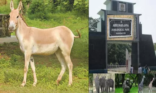வண்டலூர் உயிரியல் பூங்காவில் ஆசிய காட்டு கழுதை உயிரிழந்தது வண்டலூர் உயிரியல் பூங்காவில் ஆசிய காட்டு கழுதை உயிரிழந்தது