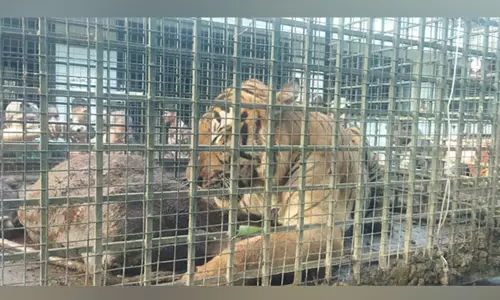 வயநாட்டில் கால்நடைகளை வேட்டையாடிய புலி ஒரு மாத தேடுதல் வேட்டைக்கு பின் சிக்கியது வயநாட்டில் கால்நடைகளை வேட்டையாடிய புலி ஒரு மாத தேடுதல் வேட்டைக்கு பின் சிக்கியது