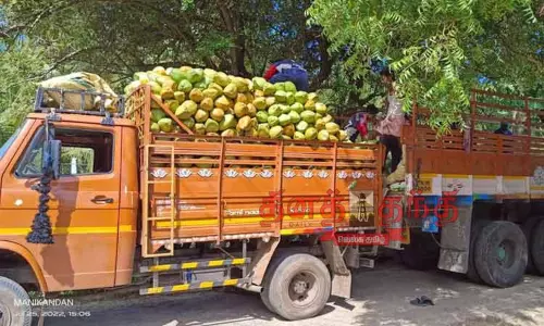 விளைச்சல் அதிகரிப்பால் இளநீர் விலை குறைந்தது