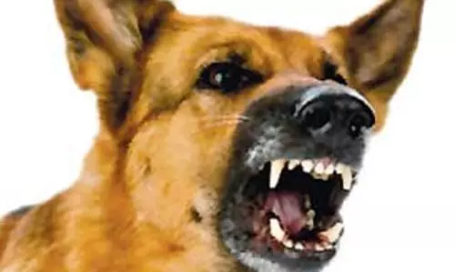 வெறிநாய்கள் கடித்து 10 பேர் படுகாயம் வெறிநாய்கள் கடித்து 10 பேர் படுகாயம்