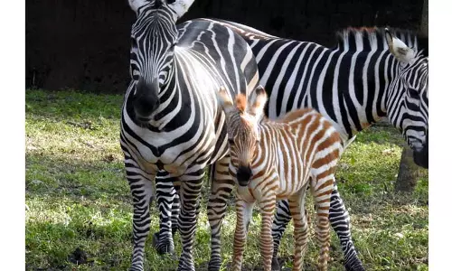 வருகிற 1-ந் தேதி பன்னரகட்டா பூங்கா திறப்பு