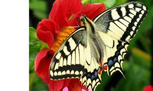 சிறுமலையில் பட்டாம்பூச்சிகள் கணக்கெடுப்பு பணி சிறுமலையில் பட்டாம்பூச்சிகள் கணக்கெடுப்பு பணி