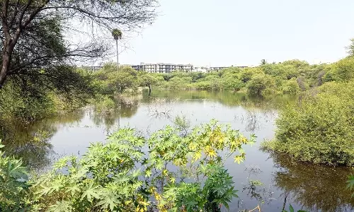 மழைநீரால் நிரம்பிய ராசாத்தா கோவில் குட்டை