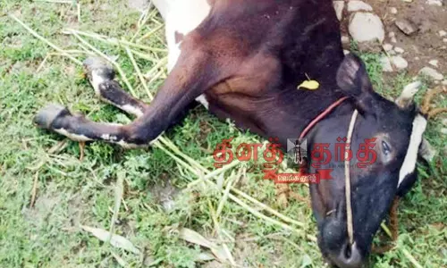 மின்சாரம் பாய்ந்து மாடு சாவு