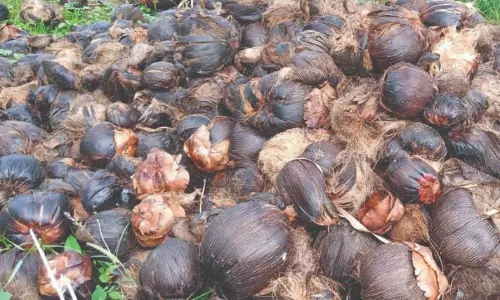 விவசாயிகளுக்கு 100 சதவீத மானியத்தில் பனை விதைகள்