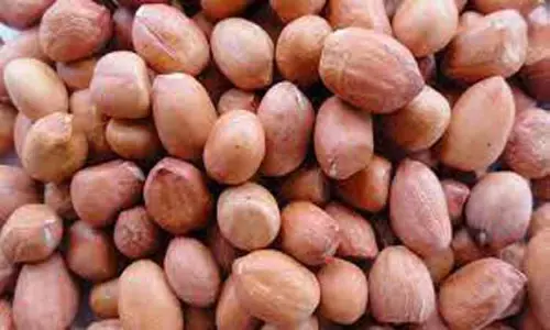 அந்தியூர் ஒழுங்குமுறை விற்பனைக்கூடத்தில்   ரூ.3 லட்சத்துக்கு நிலக்கடலை ஏலம்