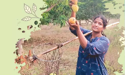 மாம்பழம் விளைவிக்கும் மருத்துவர்