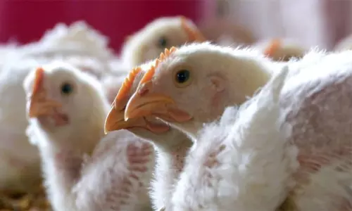 பறவை காய்ச்சல் பாதிப்பு;  கேரளாவில் 20 ஆயிரம்  பறவைகள் அழிப்பு