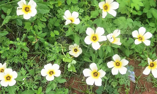 தேன் உற்பத்திக்கு உகந்த மலர்கள் அறிமுகம் தேன் உற்பத்திக்கு உகந்த மலர்கள் அறிமுகம்