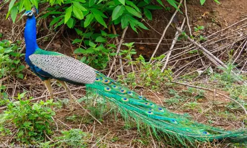 கிணற்றில் விழுந்த மயில் மீட்பு கிணற்றில் விழுந்த மயில் மீட்பு