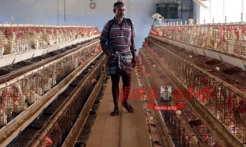 கேரளாவில் பறவை காய்ச்சல் எதிரொலி:  நாமக்கல் கோழிப்பண்ணைகளில் கிருமிநாசினி தெளிக்கும் பணி தீவிரம்  45 கண்காணிப்பு குழுக்கள் அமைப்பு