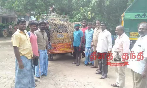 பன்றிகளை பிடிக்க நடவடிக்கை பன்றிகளை பிடிக்க நடவடிக்கை