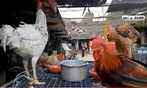 கேரளாவில் பறவை காய்ச்சல் எதிரொலி: கோழி, முட்டைகளை ஏற்றி வரும் வாகனங்களுக்கு தடை