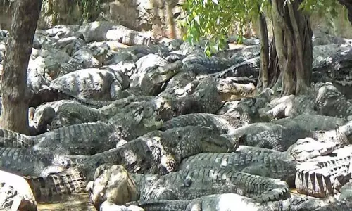 வடநெம்மேலி முதலை பண்ணையில் இரவில் முதலைகளை காண ரூ.900 கட்டணம்...! வடநெம்மேலி முதலை பண்ணையில் இரவில் முதலைகளை காண ரூ.900 கட்டணம்...!