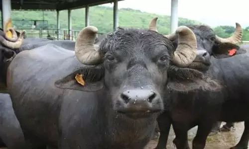 இயற்கைக்கு மாறாக  எருமை மாட்டை பாலியல் வன்கொடுமை செய்த வாலிபர் கைது