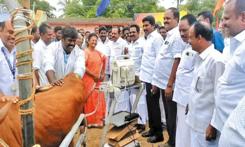 இலுப்பப்பட்டு ஊராட்சியில் கால்நடை மருத்துவ முகாம்