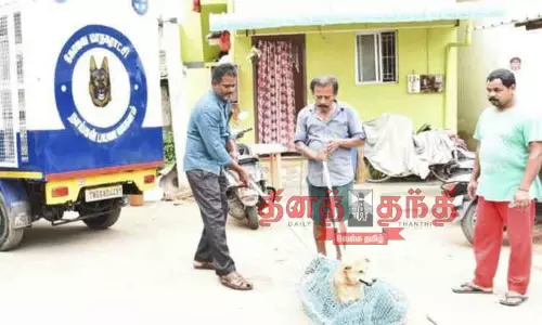 தெருநாய்களை பிடித்து கருத்தடை