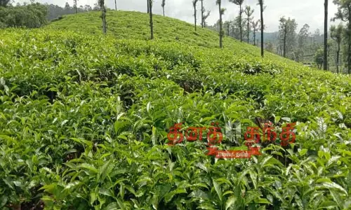 வால்பாறையில் பச்சை தேயிலை விளைச்சல் அதிகரிப்பு-விவசாயிகள் மகிழ்ச்சி