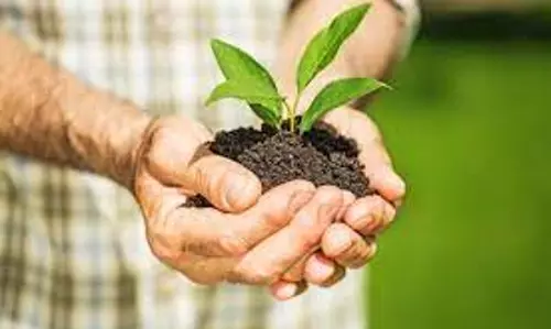 விவசாயிகளுக்கு இலவச மரக்கன்றுகள் வினியோகம்