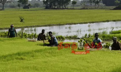 சம்பா சாகுபடி பணிகள் தீவிரம் சம்பா சாகுபடி பணிகள் தீவிரம்
