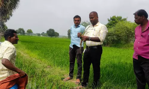 ஆணைகொம்பன் நோய் தாக்கப்பட்ட நெற்பயிர்களை வேளாண் அதிகாரிகள் ஆய்வு