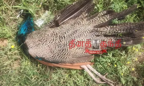 மின்சாரம் தாக்கிமயில் சாவு