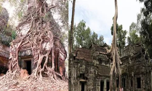 கோவிலை மூடிய மரம் கோவிலை மூடிய மரம்