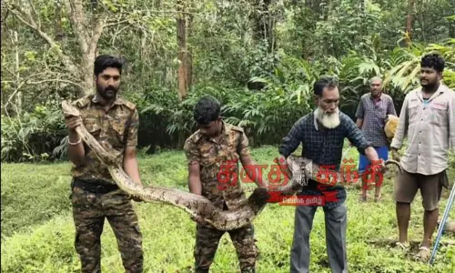 16 அடி நீள மலைப்பாம்பு பிடிபட்டது