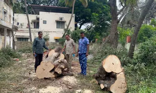 அரசு அலுவலகத்தில் மரம் வெட்டி கடத்தல் அரசு அலுவலகத்தில் மரம் வெட்டி கடத்தல்