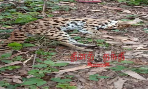 நிமோனியா காய்ச்சலுக்கு சிறுத்தைப்பூனை சாவு