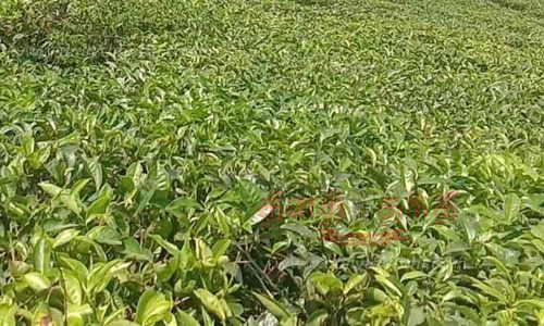 முதிர்ந்து வீணாகும் பச்சை தேயிலை