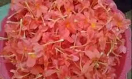 சத்தியமங்கலம் மார்க்கெட்டில் கனகாம்பரம் கிலோ ரூ.1,000-க்கு ஏலம் சத்தியமங்கலம் மார்க்கெட்டில் கனகாம்பரம் கிலோ ரூ.1,000-க்கு ஏலம்