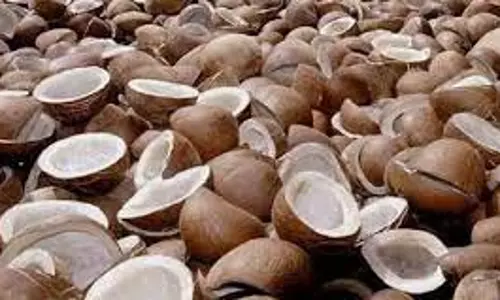 கோபி ஒழுங்குமுறை கூடத்தில் ரூ.5 லட்சத்துக்கு கொப்பரை தேங்காய் விற்பனை கோபி ஒழுங்குமுறை கூடத்தில் ரூ.5 லட்சத்துக்கு கொப்பரை தேங்காய் விற்பனை