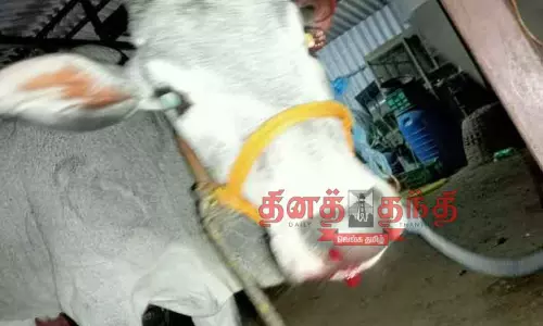 சிறுத்தை தாக்கியதில் பசுமாடு காயம்