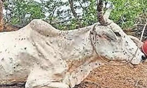 கால்நடைகளை தாக்கும் தோல் கழலை நோய் தடுப்பு நடவடிக்கைகள் கலெக்டர் தகவல் கால்நடைகளை தாக்கும் தோல் கழலை நோய் தடுப்பு நடவடிக்கைகள் கலெக்டர் தகவல்