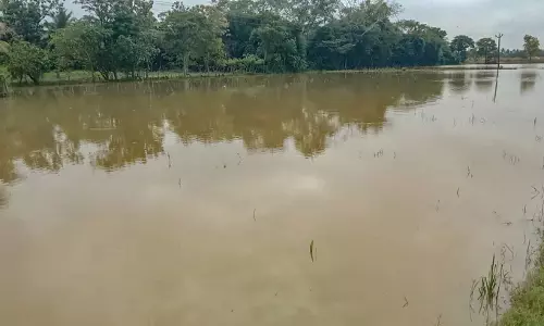 1000 ஏக்கர் நெற்பயிர்கள் பாதிப்பு- கலெக்டர் 1000 ஏக்கர் நெற்பயிர்கள் பாதிப்பு- கலெக்டர்