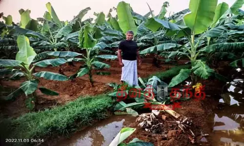 காட்டு பன்றிகள் அட்டகாசம்; 500 வாழைகள் நாசம் காட்டு பன்றிகள் அட்டகாசம்; 500 வாழைகள் நாசம்